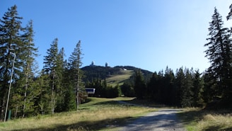 A path leads through a grassy area bordered by tall evergreen trees, extending towards a distant hill with observatory domes visible on its peak. The sky overhead is clear and bright, enhancing the lush green of the forest.