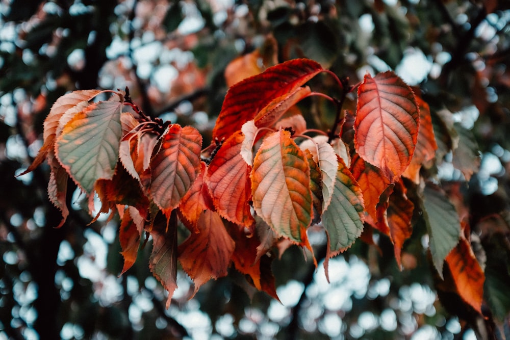 red leaf during daytime