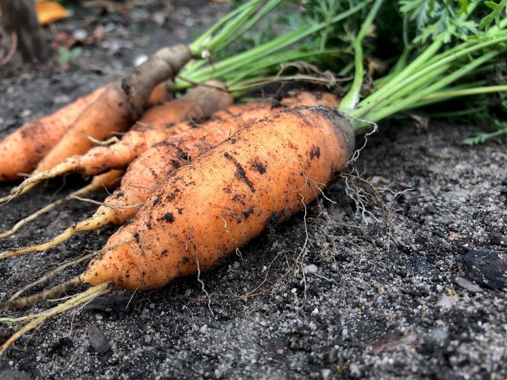 close-up photo of orange carrots