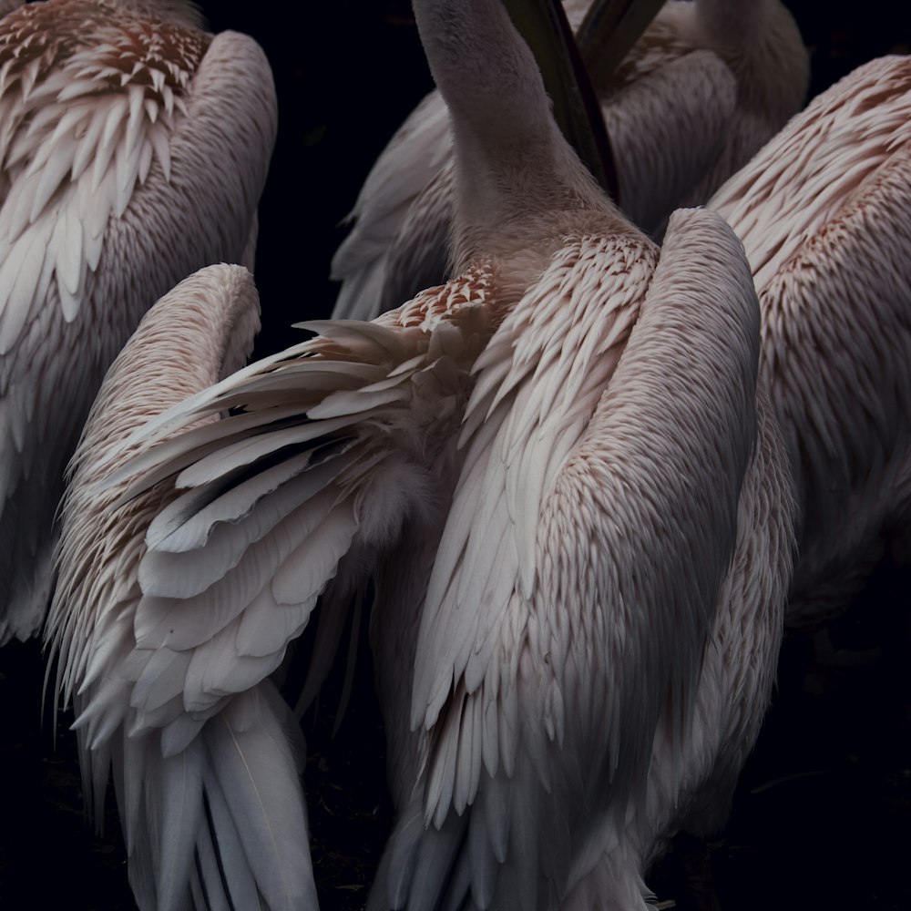 flock of white pelicans