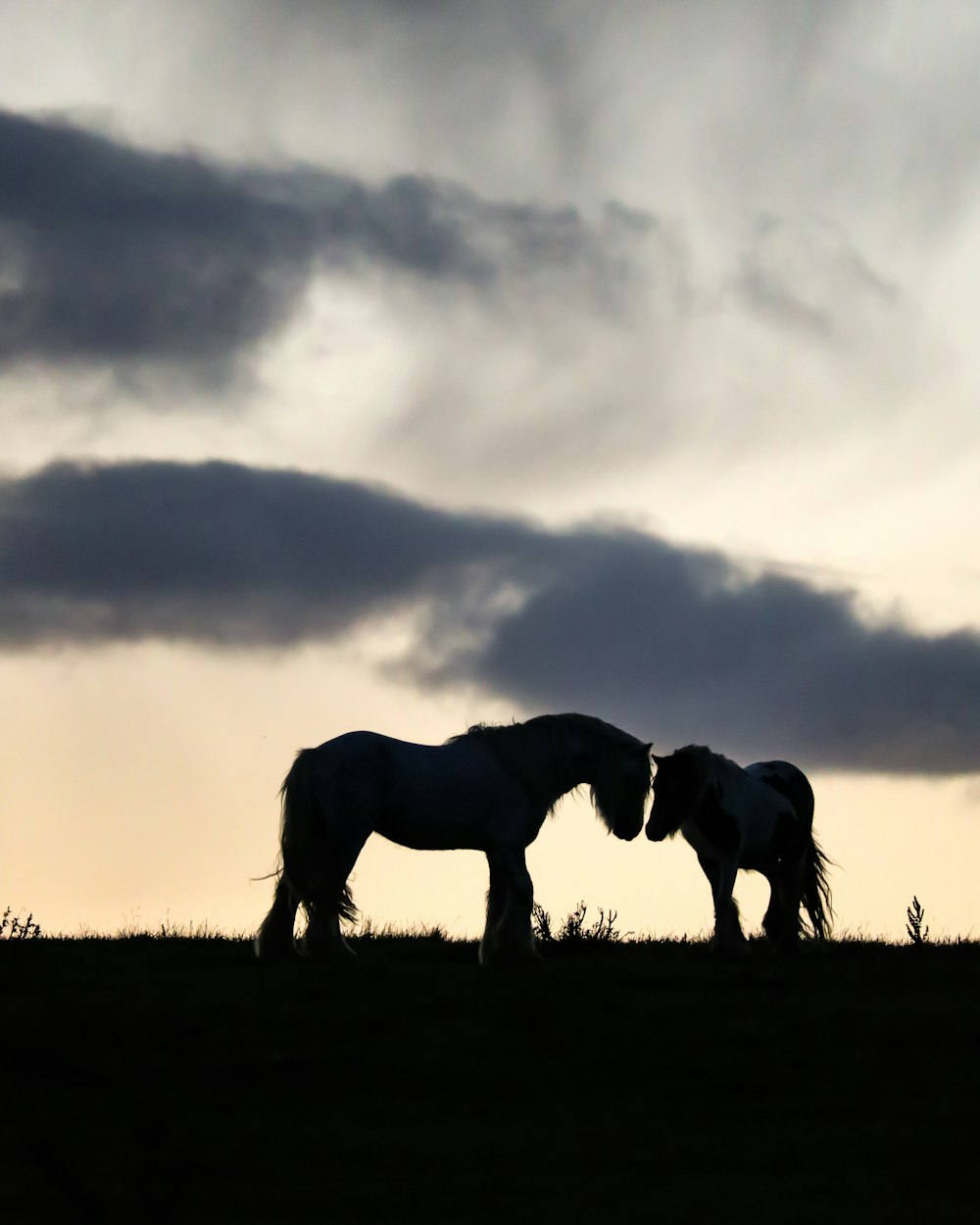 two silhouette horses