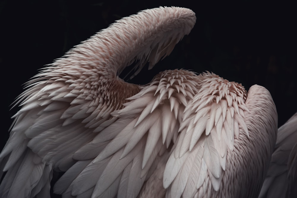 white and brown feathered animal