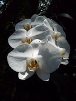A cluster of white orchids blooming in soft sunlight.