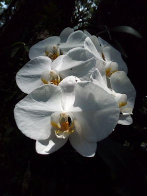 A cluster of white orchids blooming in soft sunlight.