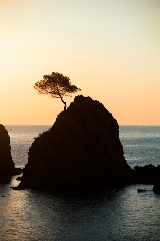 brown rock formation with tree under white sky during daytime in Tossa de Mar Spain