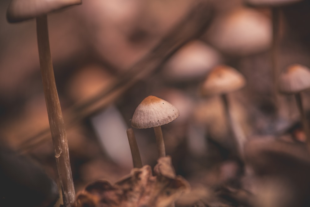 close-up of white mushroom