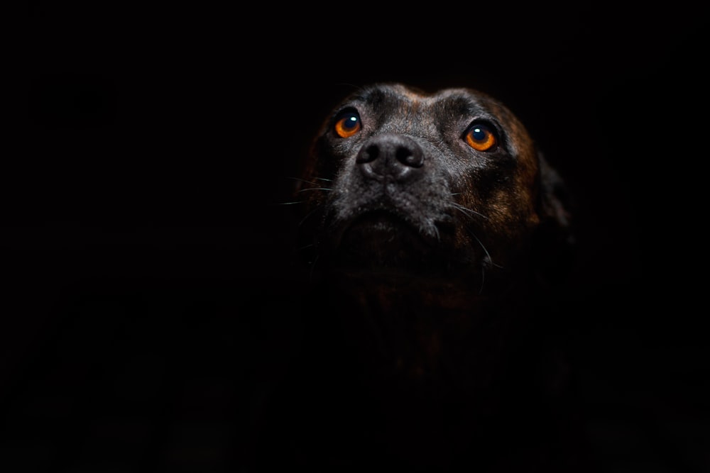 short-coated brown dog