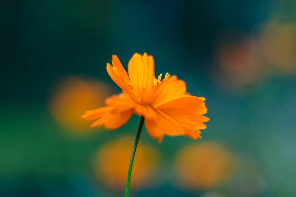 fotografia de foco de flor de pétala laranja