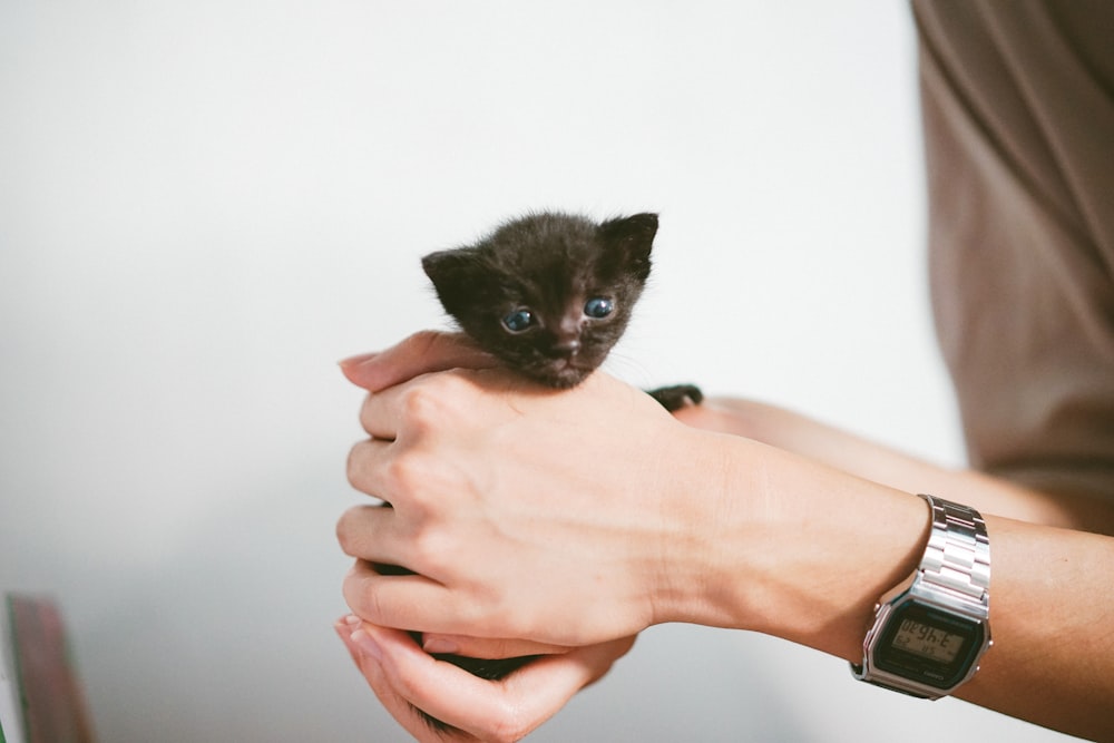 person holding black kitten