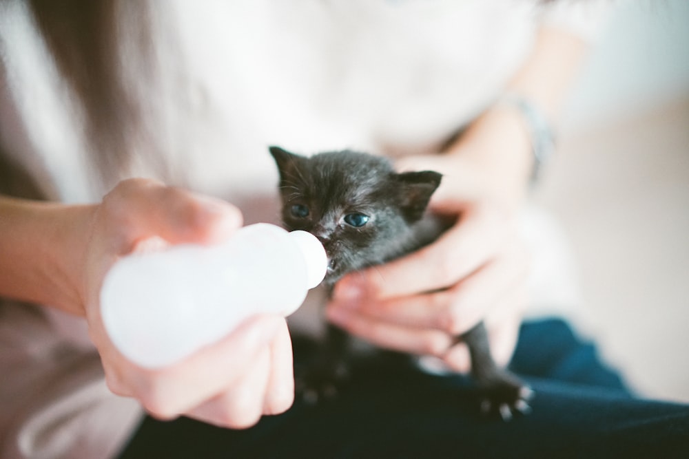 person feeding kitten from feeding bottle