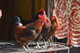 Several roosters with vibrant red combs are standing on a metal cage. The background features intricate red and gold decorative fabric with a swirling pattern. Sunlight illuminates the scene, highlighting the vivid colors of the roosters' feathers.