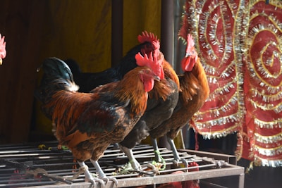 Several roosters with vibrant red combs are standing on a metal cage. The background features intricate red and gold decorative fabric with a swirling pattern. Sunlight illuminates the scene, highlighting the vivid colors of the roosters' feathers.