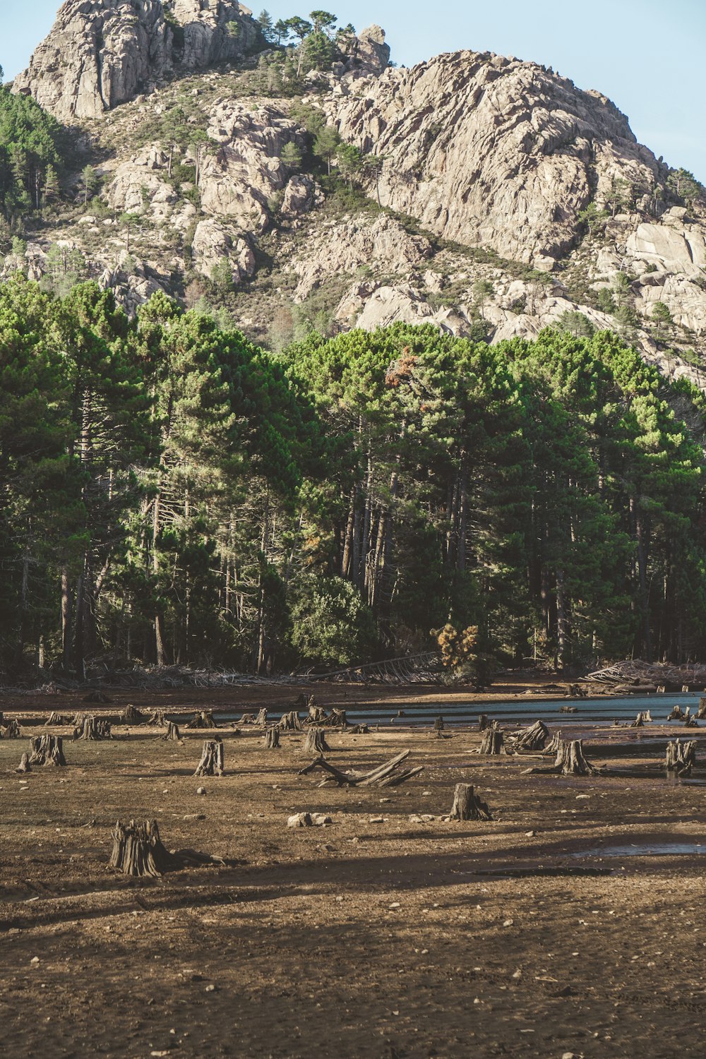 cut trees beside body of water