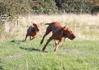 Dogs sprinting energetically at a lively outdoor pet business event.