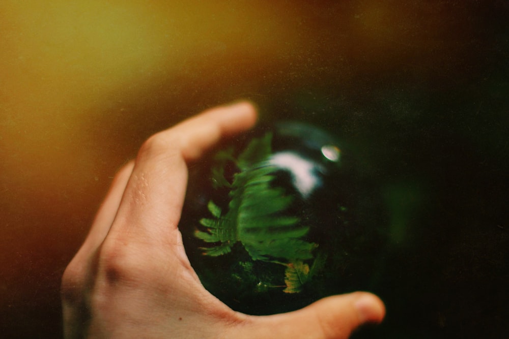 force perspective photograph of pine tree inside sphere glass