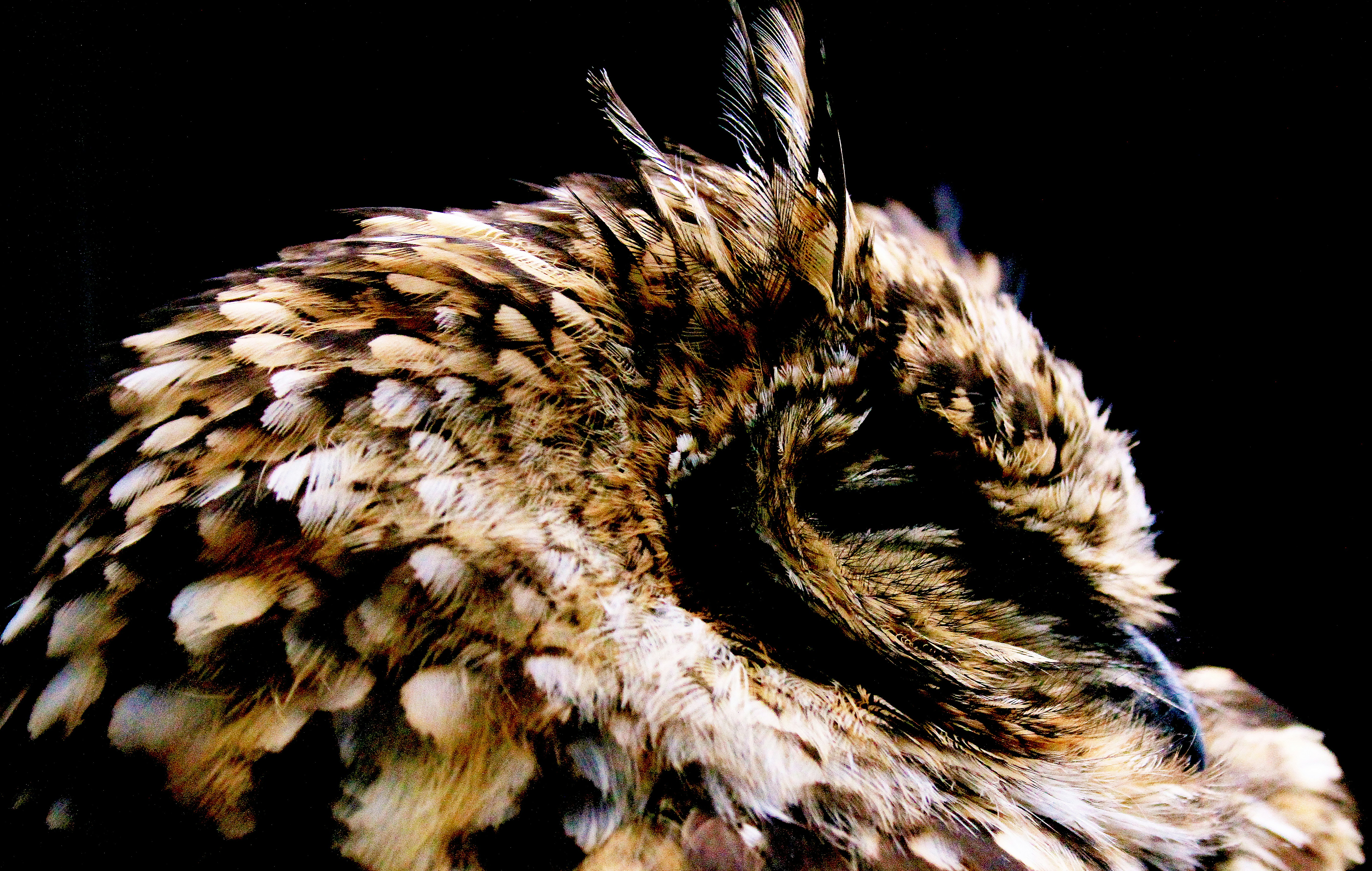 Duck Scientific Names Flashcards