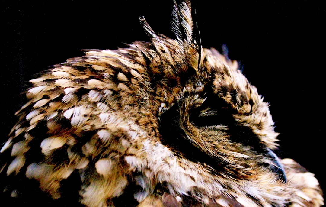 close-up of owl