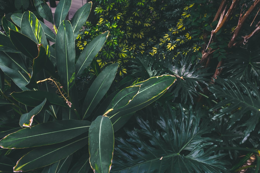 green leafed plant