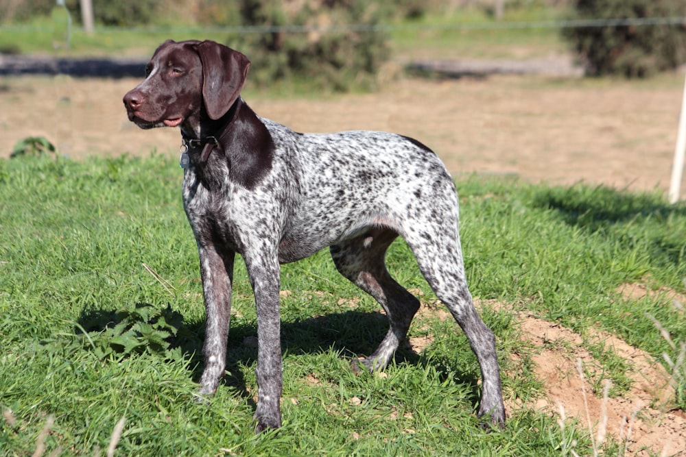 cão branco de pelagem curta e bronzeado em pé na grama