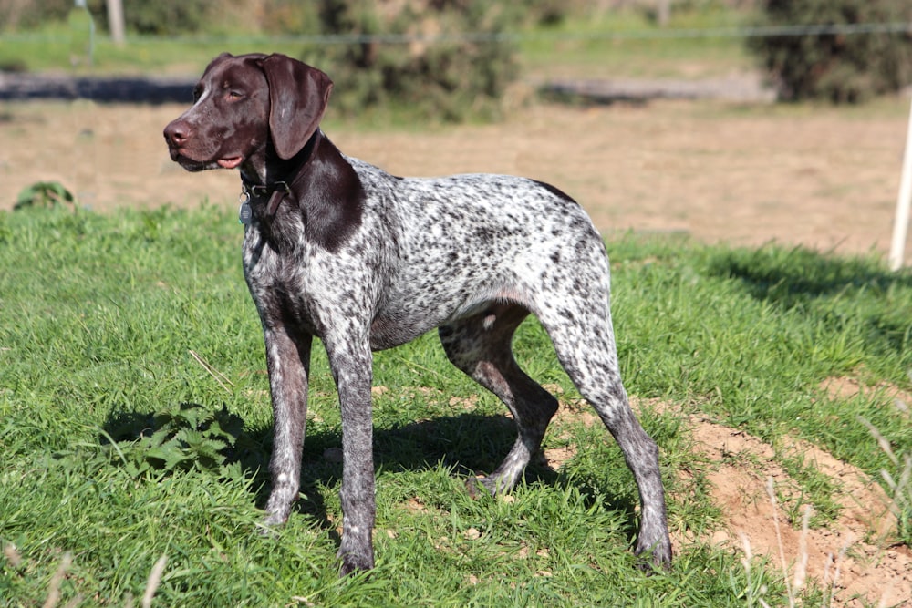 short-coated white and tan dog standing on grass