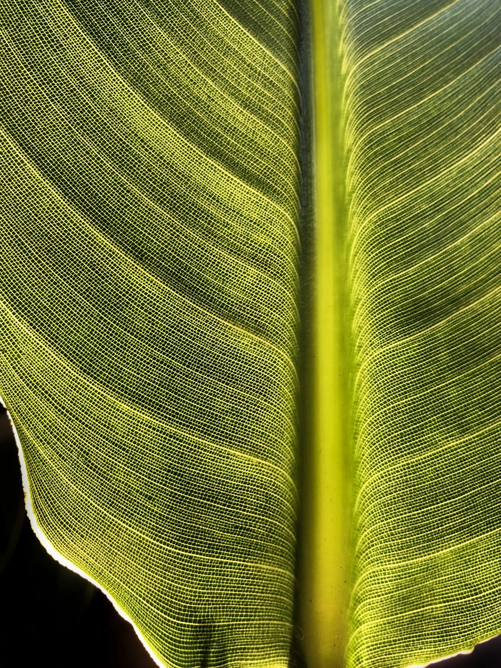 close-up of green leaf