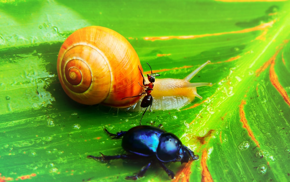brown and shell and blue beetle on green leaf