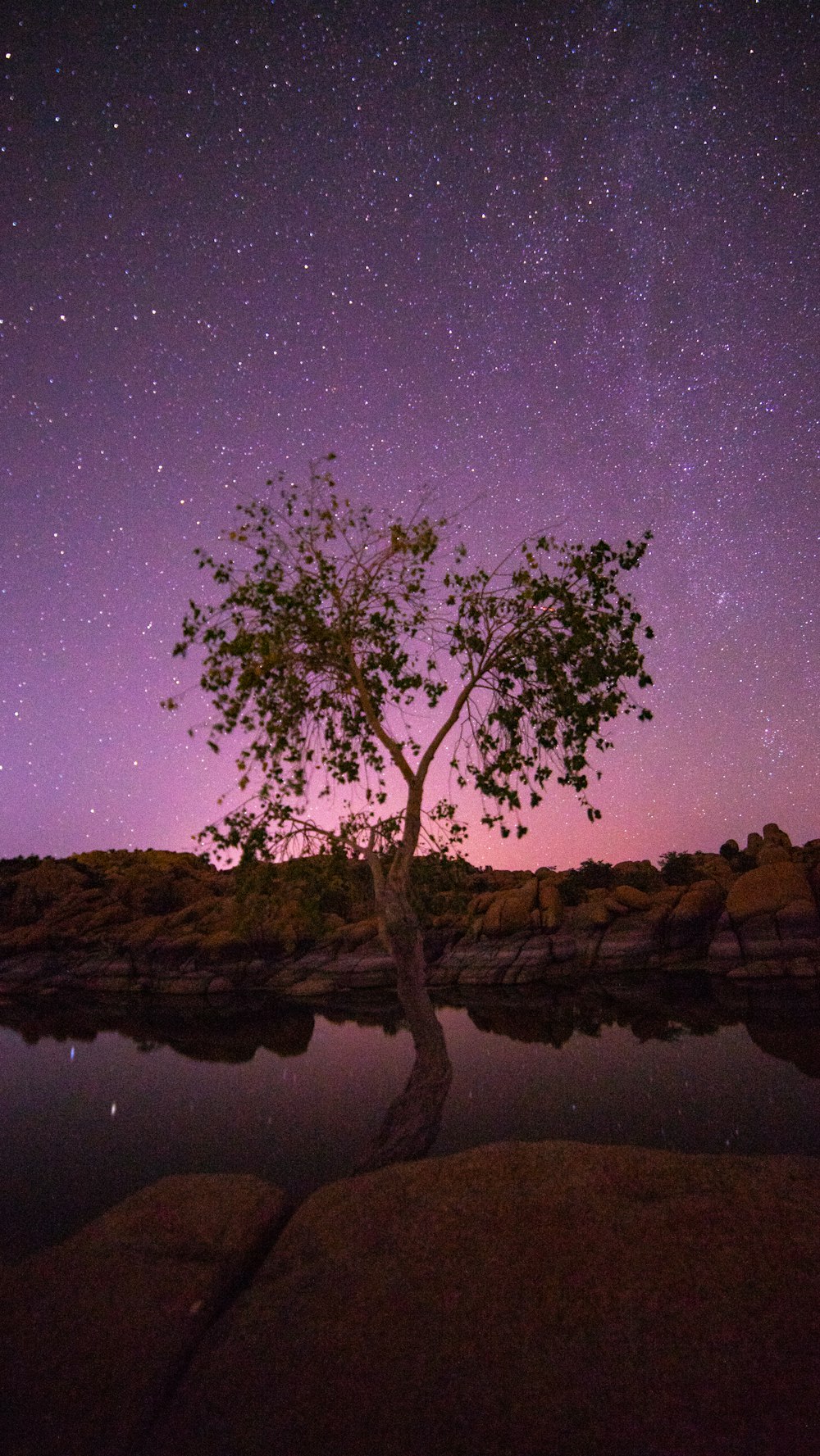 green tree beside body of water