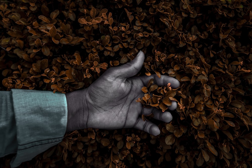 person's hand on dried leaves