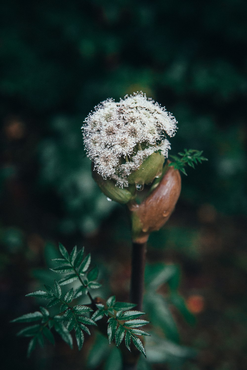 white flower