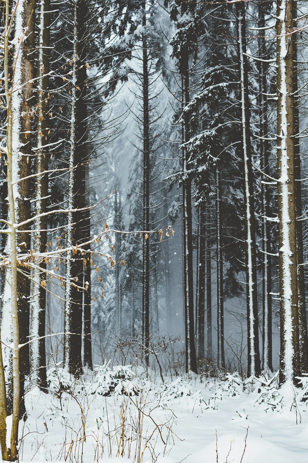 arbre nu brun