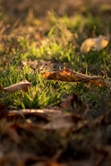 A woman gently gathering autumn leaves in a sunlit garden, surrounded by vibrant foliage.