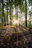Sunlight filtering through leaves over neatly arranged shiitake mushroom logs.