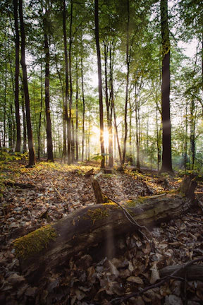 Sunlight filtering through leaves over neatly arranged shiitake mushroom logs.