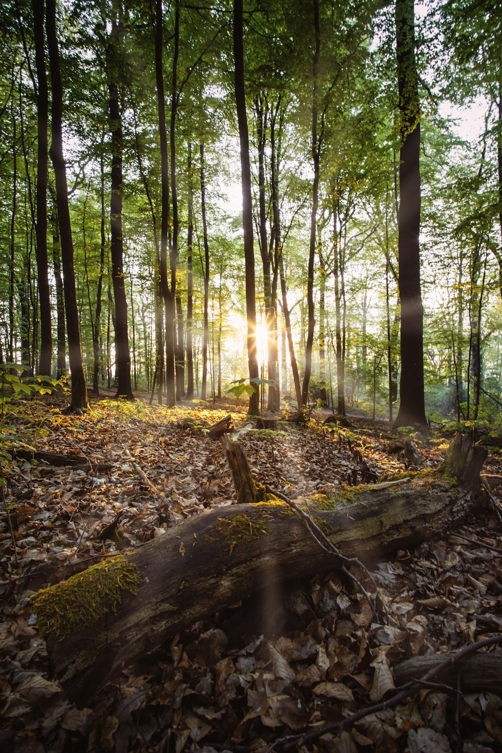 tronc d’arbre à côté des arbres pendant la journée