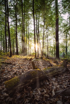 Sunlight filters through a dense forest, casting rays on the woodland floor covered with fallen leaves and a moss-covered log. The tall trunks of the trees create a serene and natural atmosphere.