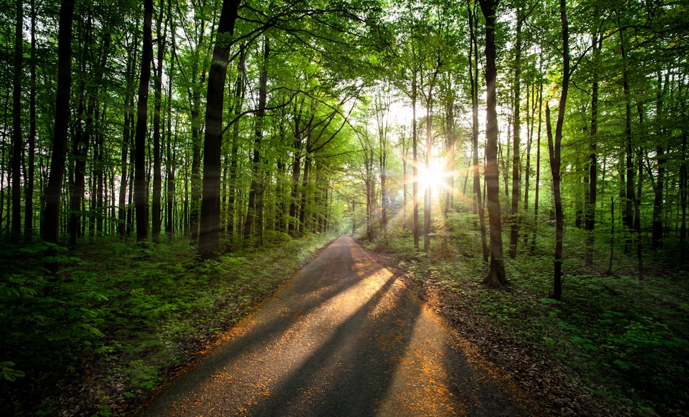 road between forest during daytime