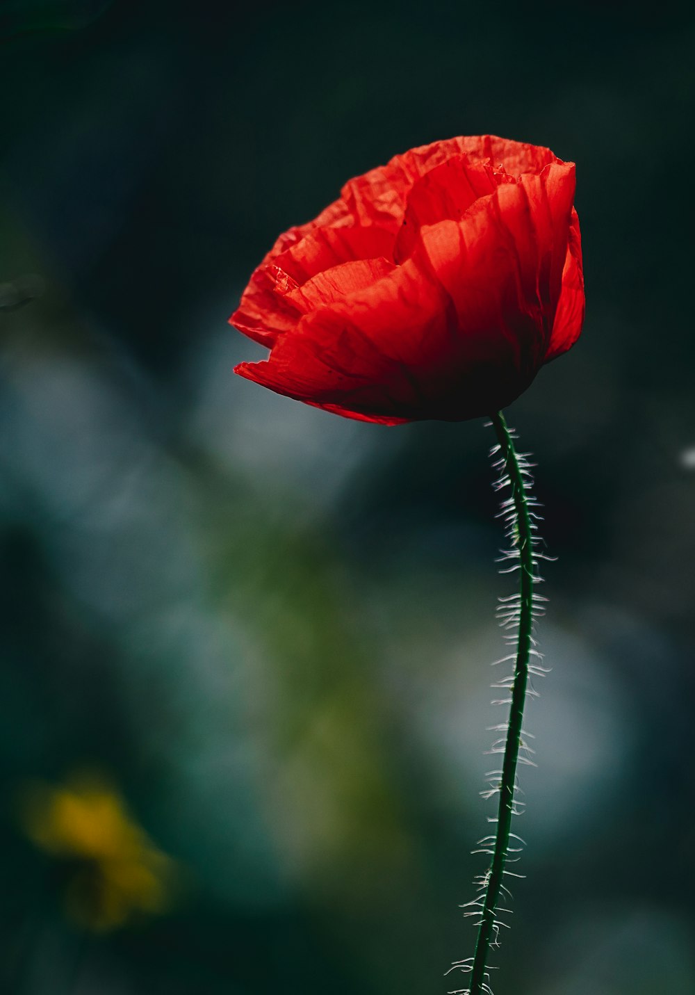 Foto de primer plano de la flor roja