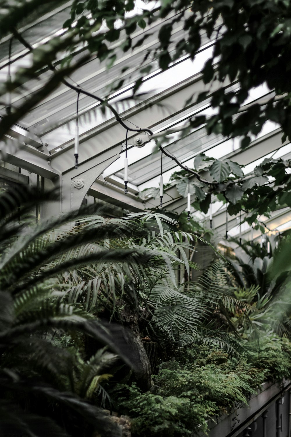 plante à feuilles vertes pendant la journée