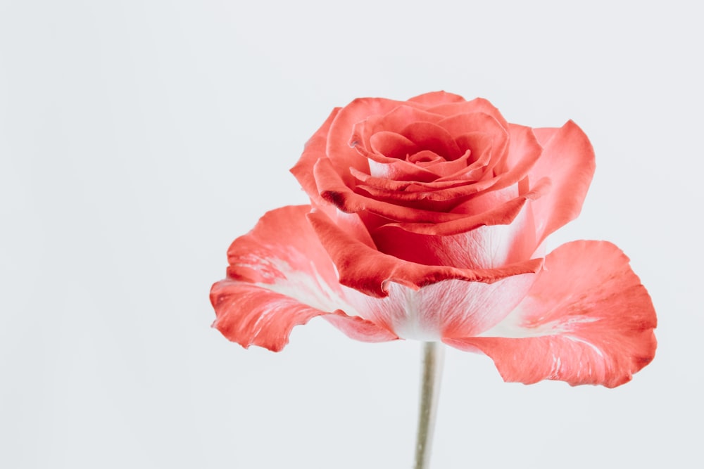 Fotografia macro del fiore di rosa rosa