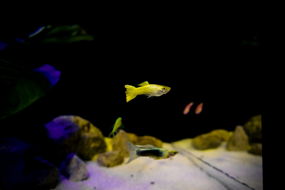 yellow guppy fish close-up photography