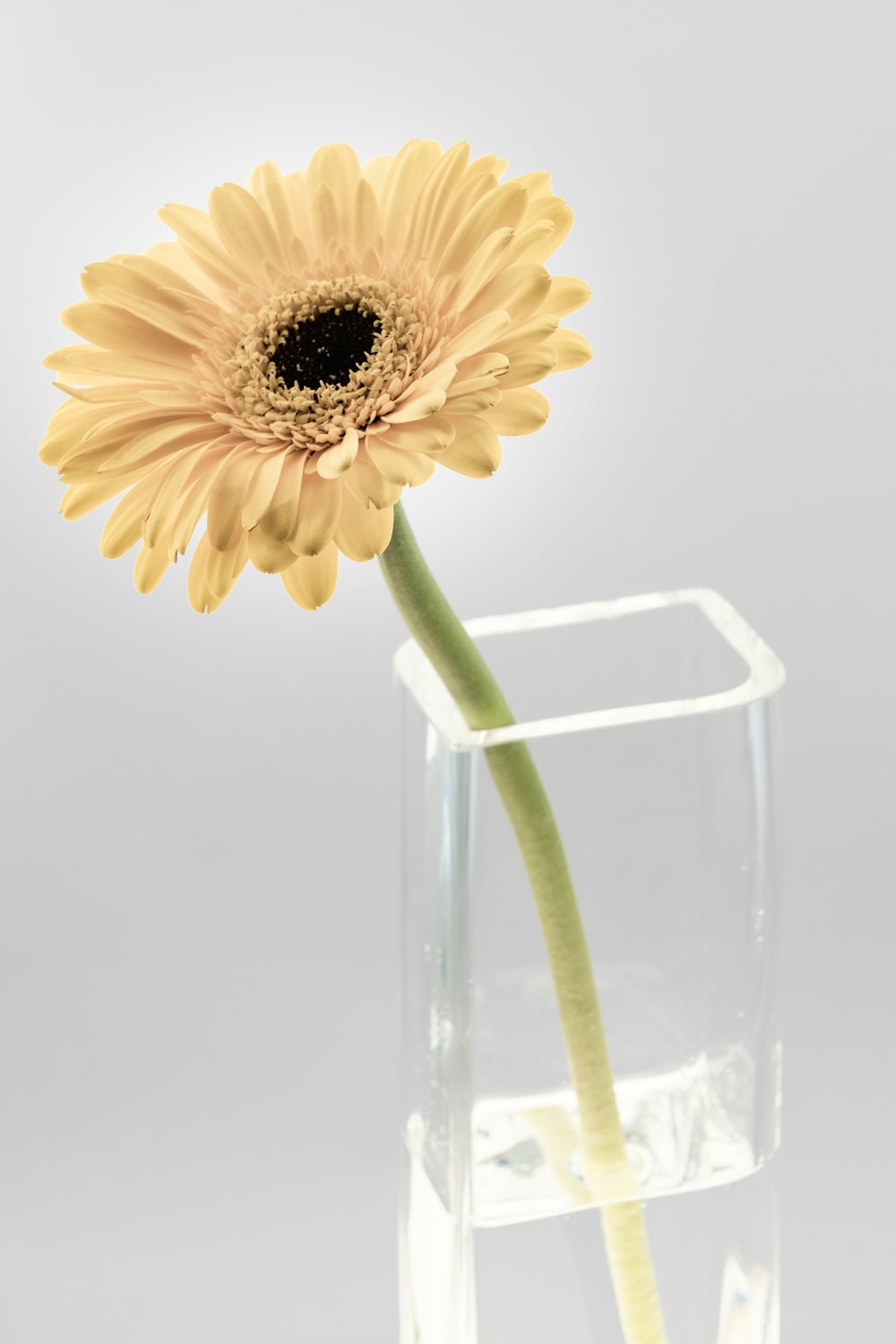Girasol amarillo en jarrón de vidrio transparente