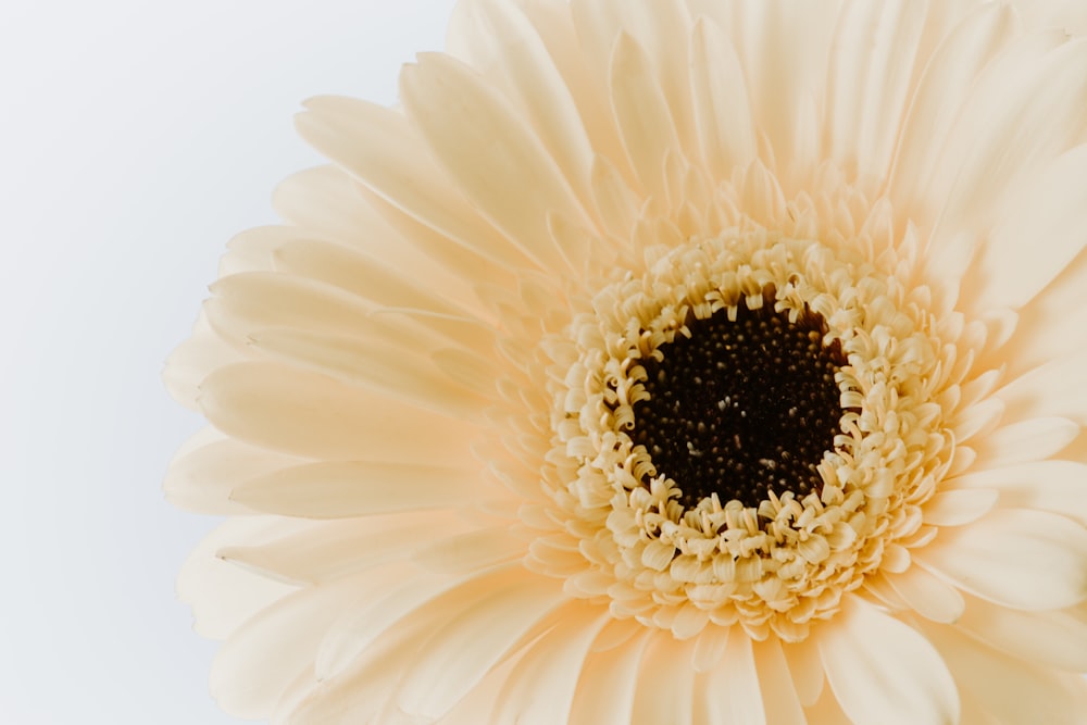 white flower in bloom