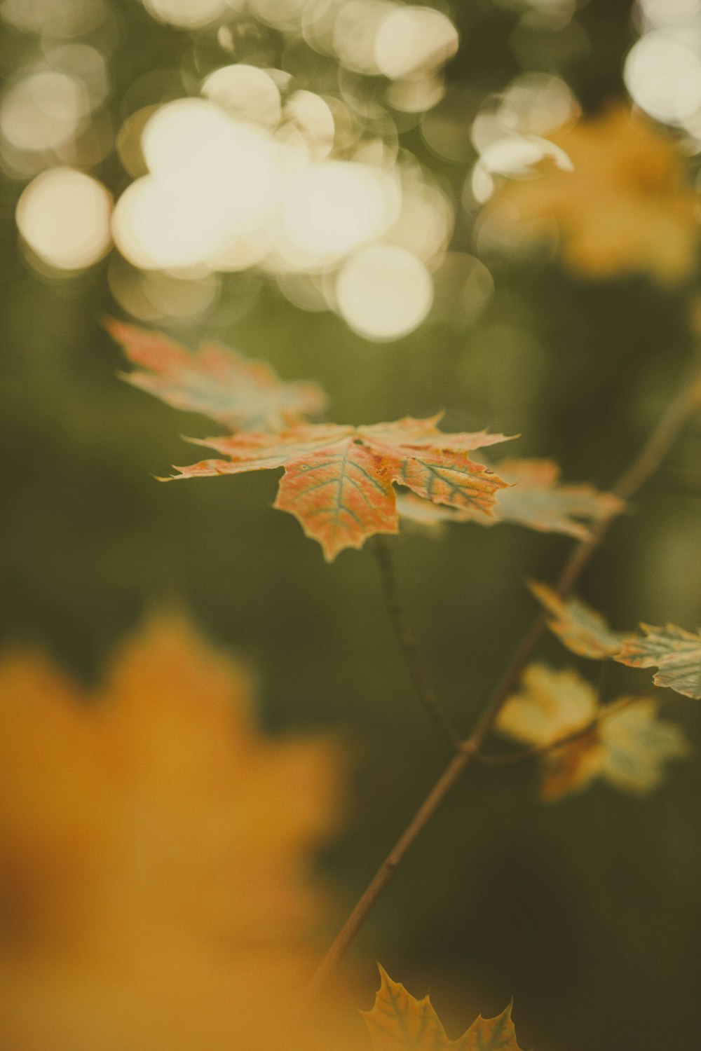 a close up of a leaf on a tree