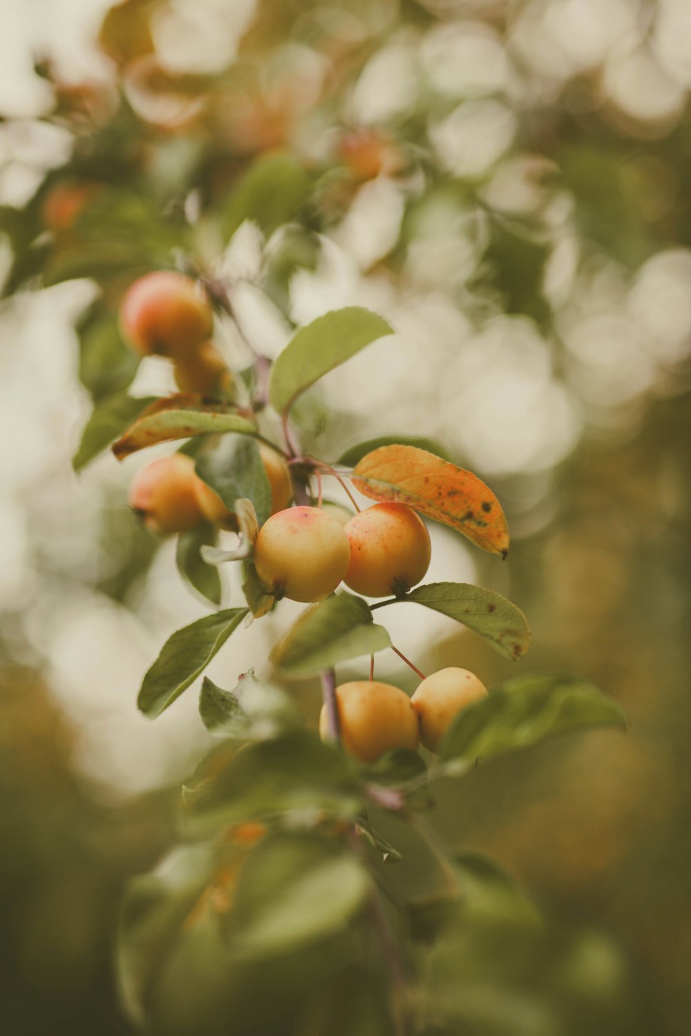 close-up photography of round fruit