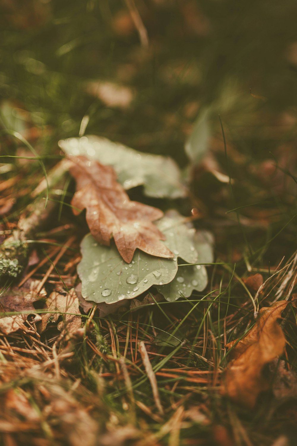 green and brown leaves in close-up photography