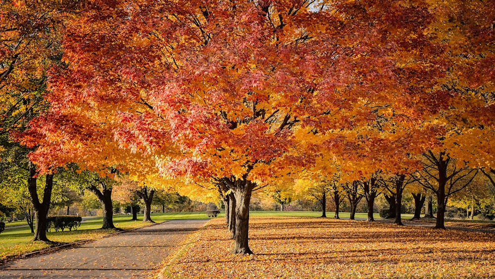 road near brown and yellow trees