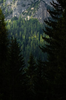 A dense forest of tall evergreen trees with a mountainous backdrop. The trees are lush and green, and the rocky mountain is partially visible in the background.