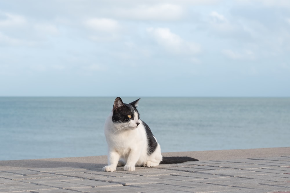 white and black cat near body of water