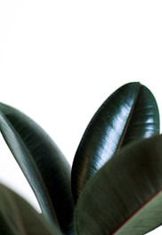 Close-up of fresh rubber tree leaves glistening with morning dew in a lush plantation.