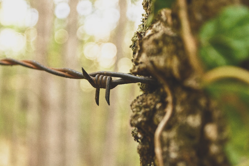 close-up photography of iron wire fence